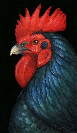 ambiguous_gender beak black_background feral simple_background solo katie_hofgard avian bird chicken galliform phasianid 2015 traditional_media_(artwork)