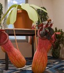 carnivorous_plant furniture head_first houseplant micro pitcher_plant plant plant_pot plant_pred plant_vore potted_plant table upside_down vore willing_prey dyrmun 3d_(artwork) absurd_res digital_media_(artwork) hi_res