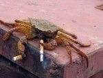 ambiguous_gender feral multi_limb outside real smoking solo what unknown_artist team_fortress_2 valve arthropod crab crustacean decapoda malacostracan marine spycrab grandfathered_content low_res unavailable_at_source