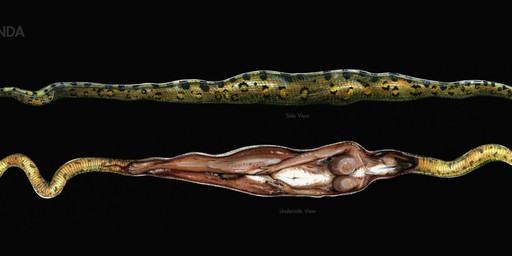 ambiguous_gender anatomy_chart anthro anthro_prey black_background black_nose breasts brown_body brown_fur chart duo female female_prey feral feral_pred fully_inside fur green_body green_scales inside_stomach internal markings multicolored_body multicolored_fur nude oral_vore paws scale_markings scales side_view simple_background snout tail text tight_fit underside_view vore white_body white_fur alekthebeasty anaconda boa_(snake) boinae canid canine canis domestic_dog german_shepherd herding_dog mammal pastoral_dog reptile scalie snake absurd_res english_text hi_res