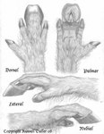 4_fingers anatomy anthro diagram fingers high-angle_view hooved_fingers hooves low-angle_view paws side_view text russell_tuller equid equine horse mammal biological_illustration english_text graphite_(artwork) model_sheet monochrome sketch technical_illustration traditional_media_(artwork)