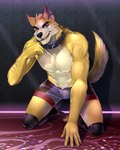 anthro clothing collar eye_scar facial_scar fur legwear male scar solo stockings tail underwear yellow_body yellow_fur yellow_tail purtropos remember_the_flowers cooper_krager canid canine canis mammal wolf 4:5 absurd_res hi_res