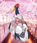 anthro asian_clothing beak breasts cherry_blossom cherry_tree clothed clothing east_asian_clothing feathered_wings feathers female flower flower_on_head fruit_tree fully_clothed japanese_clothing long_neck outside plant prunus_(flower) solo tree white_body white_feathers winged_arms wings proxer yuriko_(aidagull) avian bird crane_(bird) gruiform hi_res