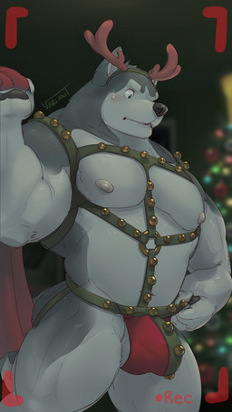 anthro areola barazoku bell bell_harness biceps big_muscles biped blue_eyes blush bulge camera camera_view christmas_decorations christmas_lights clothed clothing fake_antlers fake_horns fur grey_body grey_fur harness holidays jingle_bell jingle_bell_harness jockstrap male muscular muscular_anthro muscular_male nipples paws pecs recording simple_background skimpy solo underwear viridianvariant christmas canid canine canis domestic_dog husky mammal nordic_sled_dog spitz 9:16 digital_drawing_(artwork) digital_media_(artwork) hi_res