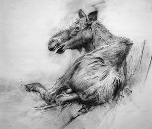 black_body female feral looking_at_viewer lying on_side simple_background solo tongue tongue_out white_background geordie_millar deer mammal moose new_world_deer 2006 charcoal_(artwork) formal_art monochrome traditional_media_(artwork)