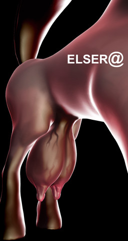 big_teats butt female feral hyper raised_tail simple_background solo tail teats what_has_science_done elsera equid equine horse mammal 3d_(artwork) digital_media_(artwork) hi_res