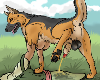 animal_genitalia balls bodily_fluids breasts feral feral_transformation gender_transformation genital_fluids genitals gynomorph half-erect intersex knot_in_sheath male male_feral mid_transformation pawpads peeing penis raised_tail sheath solo tail tongue tongue_out transformation urine renwick-fox_(artist) canid canine canis domestic_dog german_shepherd herding_dog mammal pastoral_dog absurd_res colored digital_media_(artwork) hi_res