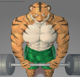 abs anthro barbell biceps big_muscles bottomwear bulge clothed clothing exercise green_bottomwear green_clothing green_shorts grey_background looking_down male markings muscular muscular_anthro muscular_arms muscular_male navel neck_muscles nipples orange_body pecs shorts simple_background solo striped_markings stripes workout jabuhusky beastars bill_(beastars) felid mammal pantherine tiger 2026 hi_res signature