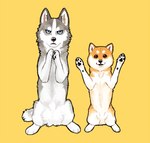 countershading duo female feral fur gesture grey_body grey_fur looking_at_viewer male orange_body orange_fur pawpads paws simple_background standing waving waving_at_viewer white_body white_fur yellow_background ayaka kyappy shibeta canid canine canis domestic_dog husky mammal nordic_sled_dog shiba_inu siberian_husky spitz