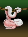 animal_genitalia blue_eyes cloaca female feral genitals pink_body pink_scales pregnant pregnant_female pupils scales serpentine slit_pupils solo white_body white_scales e-ward reptile scalie snake 3:4 hi_res