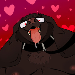 anthro balding big_ears big_nipples bodily_fluids brown_body brown_fur chest_tuft collar eyewear floppy_ears fur glasses heart_eyes heart_symbol leash leash_pull leashed_collar leashed_male male mature_male moobs neckbeard nipples open_mouth oversized_collar overweight red_background saliva saliva_on_tongue simple_background solo teeth tongue tongue_out tuft renegaderobots boone_walker canid canine canis coonhound domestic_dog hunting_dog mammal scent_hound 1:1
