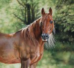 ambiguous_gender brown_body brown_fur feral fur horse_mane photorealism realistic solo esthervanhulsen arabian_horse equid equine horse mammal gouache_(artwork) painting_(artwork) traditional_media_(artwork) watercolor_(artwork)