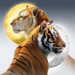 day duo feral gold_(metal) moon night silver_(metal) striped_body stripes sun hedax felid mammal pantherine tiger 1:1 half-length_portrait hi_res portrait