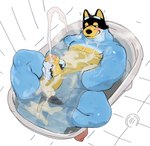 anthro balls bathroom black_body black_fur blue_body blue_fur blush bodily_fluids clenched_teeth cum cum_in_water cum_on_self cumshot drain ejaculation erection fingering fingering_self floor foreskin fur genital_fluids genitals humanoid_genitalia humanoid_penis male masturbation muscular muscular_male nude overweight overweight_male pecs penile penile_masturbation penis solo teeth thick_penis tile tile_floor toilet yellow_body yellow_fur bebebebebe bluey_(series) bandit_heeler australian_cattle_dog canid canine canis cattledog domestic_dog herding_dog mammal pastoral_dog