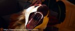 bodily_fluids drooling mouth_shot open_mouth saliva throat tongue uvula vore shinyumbra maple_(shinyumbra) canid canine deer hybrid mammal maned_wolf absurd_res hi_res