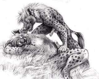 anthro balls bared_teeth dominant dominant_male duo ear_piercing erection eye_contact fur genitals grass looking_at_another lying male male/male notched_ear nude nude_anthro nude_male on_back penis penis_grab piercing plant showing_teeth simple_background snarling spots submissive submissive_male tail white_background kenket hyena mammal spotted_hyena monochrome traditional_media_(artwork)