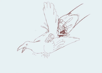 ambiguous_gender animal_genitalia animal_penis beak bodily_fluids claws cum cum_in_cloaca cum_inside duo equine_genitalia equine_penis feral genital_fluids genitals male male/ambiguous open_mouth penis sex size_difference wings x-ray_view einin avian bird corvid oscine passerine 2024 sketch