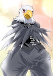 2017 accipitrid accipitriform alios animal_crossing anthro apollo_(animal_crossing) avian bald_eagle beak biped bird black_clothing black_topwear black_vest bottomless clothed clothing crossed_arms digital_media_(artwork) eagle feather_hands feathered_wings feathers featureless_crotch frown grey_body grey_feathers grumpy hi_res low-angle_view male nintendo portrait q14658091 red_eyes sea_eagle solo standing three-quarter_portrait topwear translated_description vest wings yellow_beak zipper