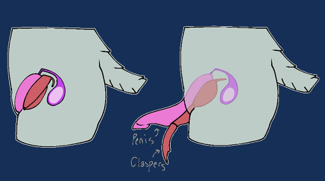 animal_genitalia anthro balls claspers confectionverse genitals internal internal_balls internal_penis male penis reference_guide simple_background solo tail text transparent_background puppetmaster13uwu blade_(confectionverse) alpha_channel model_sheet maleherm_(lore)