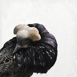 beak black_beak black_body black_eyes black_feathers feathers feral grey_markings markings simple_background solo white_background white_head white_markings renum63 ruff_(bird) 1:1 2014