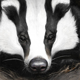 black_body black_eyes black_fur black_nose feral fluffy fur looking_at_viewer multicolored_body multicolored_fur quadruped solo two_tone_body two_tone_fur whiskers white_body white_fur renum63 badger mammal mustelid musteline 1:1 2013
