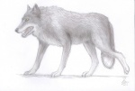 ambiguous_gender feral fur grey_body grey_fur quadruped solo tail naaby canid canine canis mammal wolf 2011 graphite_(artwork) greyscale monochrome spot_color traditional_media_(artwork)