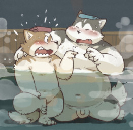 4_fingers 4_toes angry anthro bath bathing belly blush countershading cute_fangs duo fangs feet fingers flaccid genitals inside male male/male navel nude overweight overweight_male penis steam teeth toes water garouzuki fuku_(garouzuki) kou_(garouzuki) canid canine canis domestic_dog husky mammal nordic_sled_dog spitz hi_res