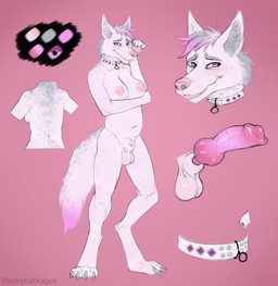 animal_genitalia animal_penis anthro balls breasts canine_genitalia canine_penis collar digitigrade erection feet fully_sheathed genitals gynomorph intersex knot knotted_penis nipples paws penis sheath solo thejoyfuldragon kassandra_branwen canid canine canis coyote domestic_dog mammal hi_res model_sheet trans_(lore)
