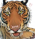 ambiguous_gender black_stripes blep cheek_tuft facial_tuft feral fur glistening glistening_eyes looking_at_viewer mouth_closed orange_body orange_fur red_nose red_tongue simple_background solo striped_body striped_fur stripes tongue tongue_out tuft white_background white_body white_fur yellow_eyes blackscour felid mammal pantherine tiger absurd_res hi_res