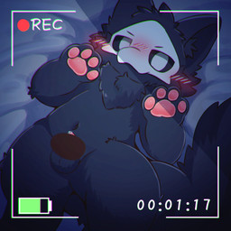 anthro bed black_body black_fur blush blush_lines bodily_fluids censored_genitalia censored_penis digitigrade fur furniture genital_fluids leaking_precum lying male nude pawpads precum recording recording_video solo tail text m0fuch4 changed_(video_game) puro_(changed) canid canine canis goo_creature mammal wolf 1:1 censored english_text hi_res