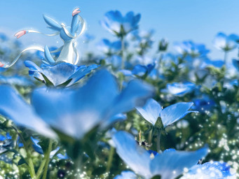 ambiguous_gender blue_body blue_fur feral flower fur micro plant ribbons_(anatomy) solo tail white_body momu_shi_36 nintendo pokemon eeveelution generation_6_pokemon pokemon_(species) shiny_pokemon sylveon 2024 4:3 hi_res