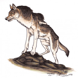 animal_genitalia balls brown_body brown_fur dewclaw feral fully_sheathed fur genitals looking_aside male outside rock sheath simple_background skinny solo standing_on_object white_background yellow_eyes falcolf harry_potter_(series) mythology remus_lupin canid canine mammal mythological_canine mythological_creature werecanid werecanine werecreature werewolf 2016 dated hi_res marker_(artwork) pen_(artwork) signature traditional_media_(artwork)