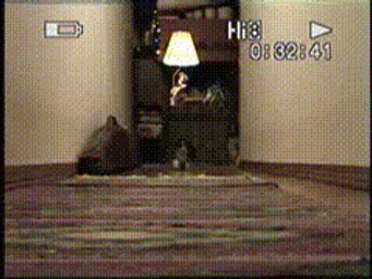 ambiguous_gender black_body black_fur black_nose camera_view feral fur group inside lamp orange_body orange_fur real recording rug stampede white_body white_fur unknown_artist canid canine canis domestic_dog herding_dog mammal pastoral_dog welsh_corgi 4:3 animated grandfathered_content low_res thumbnail