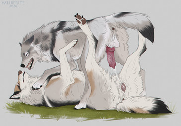 after_sex after_vaginal animal_genitalia animal_penis animal_vulva anus balls bodily_fluids canine_genitalia canine_penis canine_vulva cum cum_from_vagina cum_in_vagina cum_inside cumshot duo ejaculation erection female feral feral_on_feral genital_fluids genitals intraspecies knot knotted_penis male male/female penis pull_out sex vulva valiberite solana_(valiberite) timbera canid canine canis mammal wolf chromatic_aberration hi_res