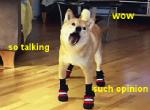 ambiguous_gender black_nose boots chewing clothing feral footwear fur furniture open_mouth photo real shoes solo tan_body tan_fur text tongue unknown_artist dogelore doge canid canine canis domestic_dog mammal shiba_inu spitz animated english_text grandfathered_content lol_comments low_res meme short_playtime thumbnail