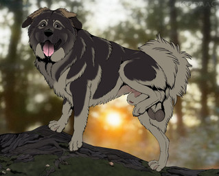 animal_genitalia animal_penis balls black_body black_fur black_nose brown_balls canine_genitalia canine_penis closed_sheath_slit detailed_background fangs feral floppy_ears fully_sheathed fur genitals glistening glistening_eyes grey_body grey_fur grey_tail male male_feral offset_balls open_mouth outside penis pink_sheath_slit pink_tongue presenting presenting_balls presenting_penis raised_leg realistic realistic_feral saggy_balls sheath sheath_slit side_view solo tail teeth tongue tongue_out whiskers kodaac canid canine canis domestic_dog mammal hi_res