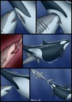 ambiguous_feral ambiguous_gender ambiguous_prey belly big_belly dorsal_fin female female/ambiguous female_feral female_pred feral feral_pred feral_prey fin forced fully_inside genitals gills group internal larger_female larger_pred mammary_slits multiple_prey partially_inside pectoral_fin pelvic_fins pussy size_difference smaller_ambiguous trio unbirthing underwater unwilling_pred vaginal vore water year yellow_eyes dolorcin cetacean dolphin fish mammal marine oceanic_dolphin orca shark toothed_whale 2025 comic hi_res
