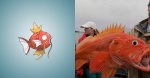 ambiguous_gender barbel_(anatomy) comparison female feral flesh_whiskers group male real solo_focus trio unknown_artist nintendo pokemon fish generation_1_pokemon human magikarp mammal marine pokemon_(species) digital_media_(artwork) grandfathered_content multiple_images photography_(artwork)