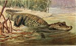 1911 20th_century ambiguous_gender ancient_art brown_body brown_scales crocodilian detailed_background feral hi_res no_sclera nude outside partially_submerged plant quadruped reptile scales scalie signature solo species_request traditional_media_(artwork) walter_heubach water