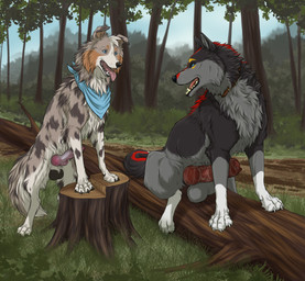 anatomically_correct anatomically_correct_genitalia anatomically_correct_penis animal_genitalia animal_penis balls blue_eyes canine_genitalia canine_penis collar duo erection eye_contact feral genitals kerchief knot knotted_penis looking_at_another male male/male nature penis plant sitting tongue tongue_out tree tree_stump dorosheva-e kage_(faolanwolfsavor) rikuroo australian_shepherd canid canine canis cattledog domestic_dog herding_dog mammal pastoral_dog sheepdog wolf hi_res
