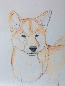 ambiguous_gender countershade_fur countershade_neck countershading feral fur grey_background inner_ear_fluff looking_at_viewer mouth_closed orange_body orange_fur simple_background solo tan_body tan_countershading tan_fur tuft whisker_spots white_inner_ear_fluff deriaz canid canine canis domestic_dog mammal shiba_inu spitz 2013 graphite_(artwork) traditional_media_(artwork)