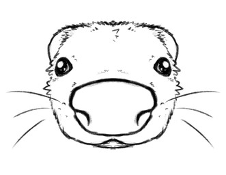 ambiguous_gender big_nose black_eyes disembodied_head feral fisheye_lens fur glistening glistening_eyes looking_at_viewer mouth_closed perspective simple_background solo whisker_spots whiskers white_background resachii domestic_ferret mammal mustelid musteline true_musteline weasel black_and_white hi_res monochrome sketch