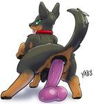 anal anal_juice anal_juice_on_dildo anal_penetration animal_genitalia animal_pussy bodily_fluids canid canine canine_genitalia canine_pussy canis collar dildo dildo_in_ass dildo_insertion dobermann domestic_dog female feral genitals hi_res looking_at_viewer looking_back mammal object_in_ass penetration pinscher pussy sex_toy sex_toy_in_ass sex_toy_insertion simple_background solo yaboo