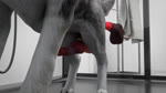 anal anal_orgasm anal_penetration animal_dildo animal_sex_toy bathroom bathroom_tiles bodily_fluids bottle container cum cum_on_ground cum_while_penetrated cumshot dildo dildo_in_ass dildo_insertion ejaculation equine_dildo feral genital_fluids genitals hands-free knot male male_penetrated object_in_ass orgasm penetration penis realistic_feral red_dildo sex_toy sex_toy_in_ass sex_toy_insertion shower sink solo tile kenresek blender_cycles canid canine canis domestic_dog husky mammal nordic_sled_dog spitz 16:9 2023 3d_(artwork) 3d_animation animated blender_(artwork) digital_media_(artwork) hi_res long_playtime sound webm widescreen
