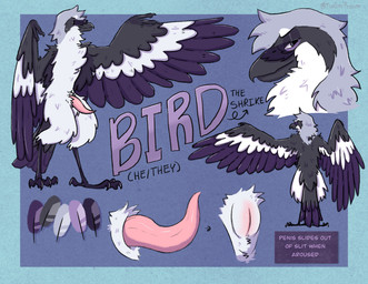 anthro avian_feet beak black_beak black_body black_feathers erection feathers genitals male penis purple_body purple_feathers solo tail tail_feathers tapering_penis text white_body white_feathers thegaypossum birdpathy avian bird great_grey_shrike shrike absurd_res english_text hi_res model_sheet