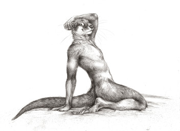 anthro fur kneeling looking_at_viewer male nude nude_anthro nude_male pawpads paws side_view simple_background solo tail whiskers white_background kenket mammal mustelid otter monochrome traditional_media_(artwork)