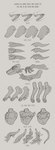 2022 4_toes 5_fingers absurd_res ambiguous_gender anthro arm_tuft cheek_tuft chest_tuft digital_media_(artwork) digitigrade elbow_tuft english_text facial_tuft feet fingers hi_res horn how-to inner_ear_fluff lilaira markings model_sheet monochrome mouth_shot open_mouth scale_markings scales simple_background solo tail tail_tuft teeth text toes tuft vernid