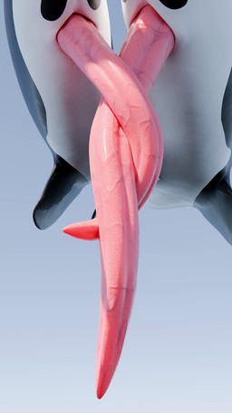 animal_genitalia animal_penis audible_throbbing big_penis cetacean_genitalia cetacean_penis close-up duo erection feral feral_on_feral frottage genital_close-up genital_size_difference genital_slit genitals glistening glistening_body glistening_genitalia glistening_penis glistening_skin heartbeat huge_penis long_penis male male/male multicolored_body multiple_angles penile penis penis_close-up penis_size_difference penises_touching pink_penis prehensile_penis rubbing rubbing_penis rubbing_sound_effect sex size_difference tapering_penis throbbing throbbing_penis throbbing_urethra thrusting two_tone_body vein veiny_penis very_long_penis qubane korqa orqa aquatic cetacean dolphin mammal oceanic_dolphin orca toothed_whale 3d_(artwork) 3d_animation 4k 9:16 absurd_res animated blender_(artwork) digital_media_(artwork) hi_res loop short_playtime sound video