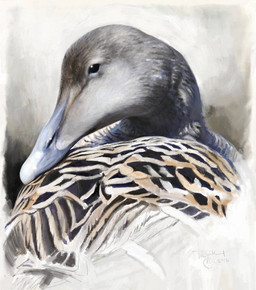 beak black_beak black_body black_eyes black_feathers feathers female feral multicolored_body multicolored_feathers solo tan_body tan_feathers white_body white_feathers renum63 anatid anseriform avian bird duck eider sea_duck 2014 artrage_(artwork) digital_media_(artwork)