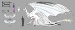 big_wings cheek_tuft comparing erection facial_tuft feathers feral fur genitals grey_background male penis simple_background solo tail tuft white_body white_fur wings inccubusdracokaito mythology canid canine canis dragon hybrid mammal mythological_creature mythological_scalie reptile scalie wolf absurd_res concept_art hi_res model_sheet